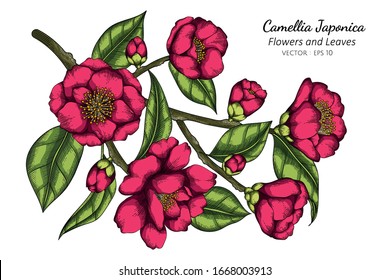 ink Camellia Japonica flower and leaf drawing illustration with line art on white backgrounds.