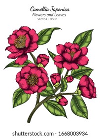 ink Camellia Japonica flower and leaf drawing illustration with line art on white backgrounds.