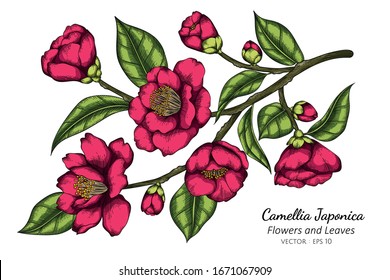 ink Camellia Japonica flower and leaf drawing illustration with line art on white backgrounds.