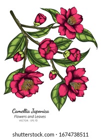 ink Camellia Japonica flower and leaf drawing illustration with line art on white backgrounds.