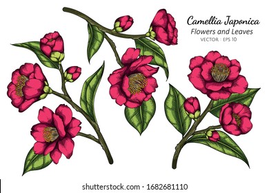 ink Camellia Japonica flower and leaf drawing illustration with line art on white backgrounds.