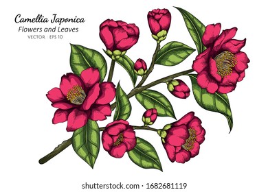 ink Camellia Japonica flower and leaf drawing illustration with line art on white backgrounds.