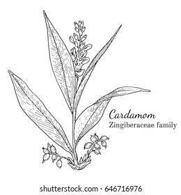 Ink cardamom herbal illustration. Hand drawn botanical sketch style. Absolutely vector. Good for using in packaging - tea, condinent, oil etc - and other applications
