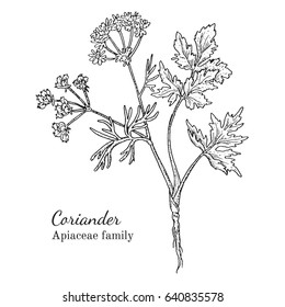 Ink Coriander Herbal Illustration. Hand Drawn Botanical Sketch Style. Absolutely Vector. Good For Using In Packaging - Tea, Condinent, Oil Etc - And Other Applications