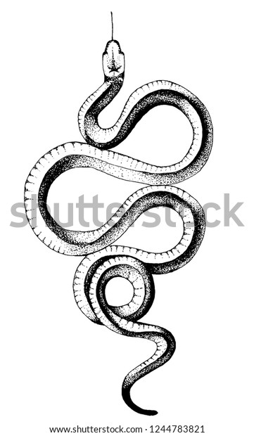 Ink Crooked Snake Stock Vector (Royalty Free) 1244783821 | Shutterstock