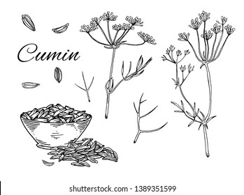 Ink Cumin hand drawn set. Retro botanical line art. Medical herb and spice. Vintage raw Caraway with flowers, seeds and leaves. Herbal vector illustration isolated on white background