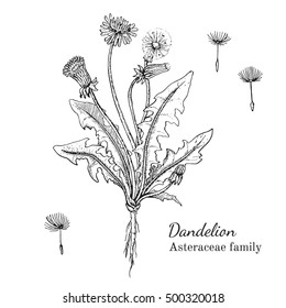 Ink dandelion herbal illustration. Hand drawn botanical sketch style. Absolutely vector. Good for using in packaging - tea, condinent, oil etc - and other applications