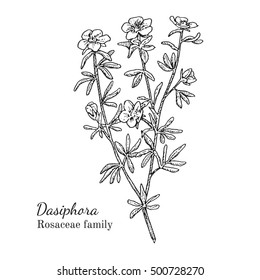 Ink dasiphora herbal illustration. Hand drawn botanical sketch style. Absolutely vector. Good for using in packaging - tea, condinent, oil etc - and other applications