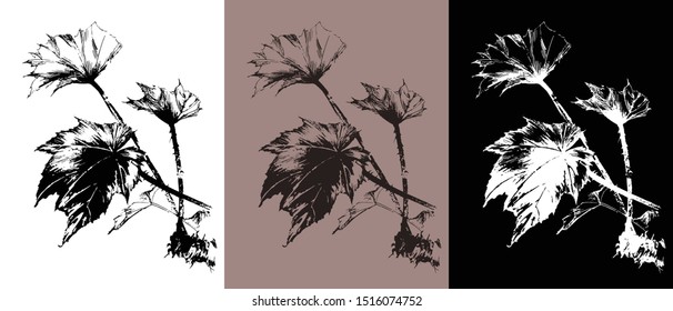 Ink drawing of begonia set