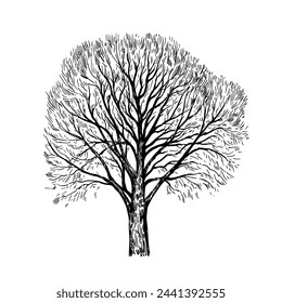 Dibujo en tinta de árbol grande sin hojas aisladas sobre fondo blanco. Ilustración vectorial.