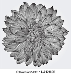 ink drawing of black dahlia flower, element for your design, engraving style