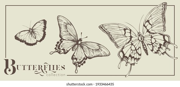 Ink drawing of Butterflies decorative elements for birthday, greeting, Thank you, wedding, invitation use. 