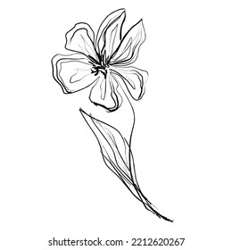 Ink drawing of a flower. Isolated on white background.