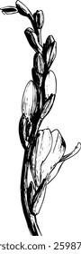 Ink drawing freesia flower botanicl sketch clipart