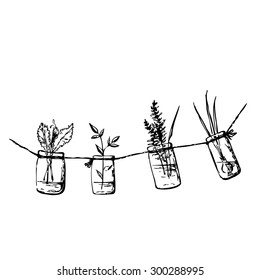 Ink drawing with greenery. Hand drawn fast sketch with crisp lettuce, basil, hyssop and onion in hanging mason jars with water. Idea for Summer kitchen doodle style. Vector file is EPS8.