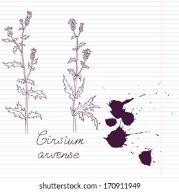 ink drawing herbs with Latin names at lined paper, vector illustration
