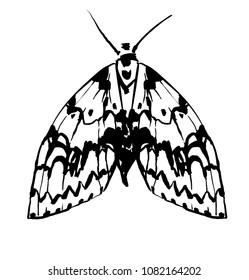 Ink drawing Moth for post card. insect vector on white background. nature  element for vizit card or wedding invitation. Hand drawing sketch
