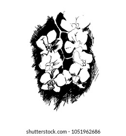 ink drawing of orchid