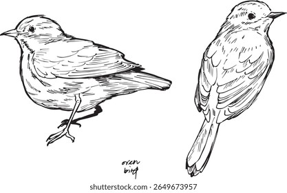 Ink drawing of an ovenbird in perched poses, hand-drawn in black and white. Ideal for vintage nature prints, bird books, wildlife art, and botanical or scientific illustration projects.