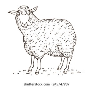 Ink drawing of a sheep. Vector illustration