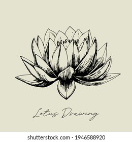 Ink drawing of Water Lily Lotus flower decorative element for wedding, birthday, greeting, Thank you,  invitation, fashion, Beauty, Tattoo use. 