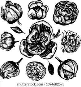 Ink drawings of different flowers on a white background
