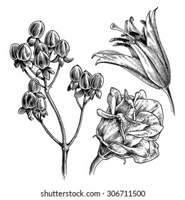Ink Drawings Series / Vintage flower line art illustration set / Vector 