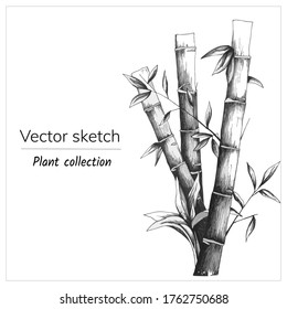 Ink drawn bamboo on a white background. Black and white vector sketch. Botanical illustration.