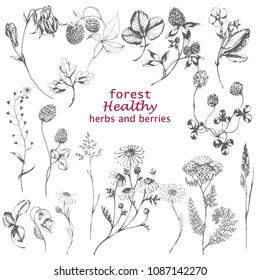 Ink drawn big vector collection with healthy forest herbs and berries on white. Hand drawn botanical set in vintage style for print, wrapping, card, fabric and other nature floral design.