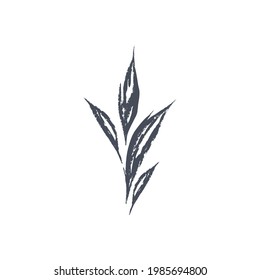 Ink drawn botanical illustration, 
hand drawn floral element 
