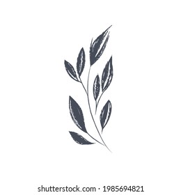 Ink drawn botanical illustration, 
hand drawn floral element 