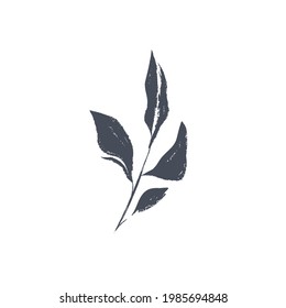 Ink drawn botanical illustration, 
hand drawn floral element 