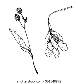 Ink drawn branches of linden with fruits and maple with seeds. Vector dry winter tree seeds