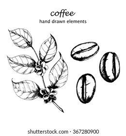 Ink drawn Coffee branch and coffee beans. Hand drawn vector illustration in sketch style.