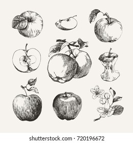 Ink drawn collection of apples