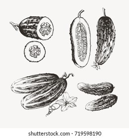 Ink drawn cucumbers