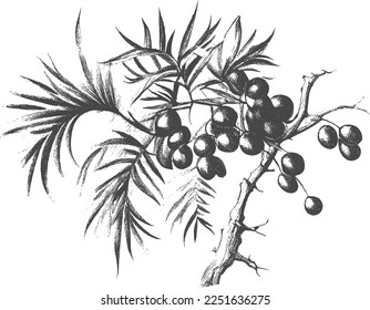 Ink drawn dates with leaves. Ripe fruits hang from the branches.