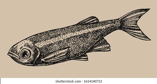 Ink drawn fish isolated from background. Aquarium fish - hand drawn illustration. Glo Fish.