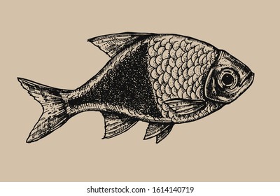 Atlantic Cod Vector Illustration Refined Details Stock Vector (Royalty ...