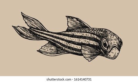 Ink drawn fish isolated from background. Aquarium fish - hand drawn illustration. Brachydanio rerio.