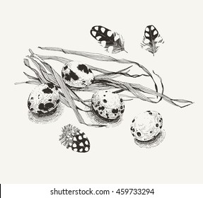 Ink drawn illustration of quail eggs with feathers on a bunch of grass. Every element such as eggs, feathers and grass can be used separately