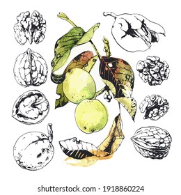 Ink drawn illustration of walnuts in growth, in its green husk and peeled kernels