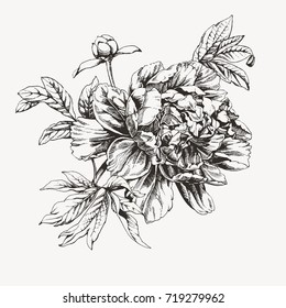 Ink drawn peony flower