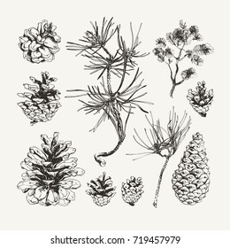 Ink drawn pine cones