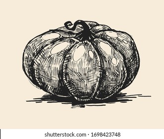 Ink drawn pumpkin, isolated from background. Ink illustration. Handmade.