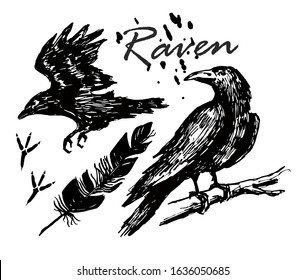 Ink drawn raven. A raven sitting on a branch, a raven flying sketch. Footprints, feather.