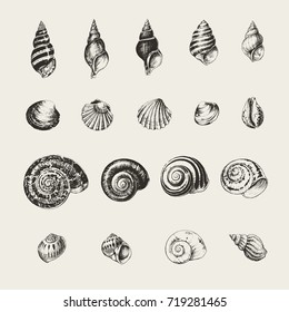 Ink drawn seashells and snails