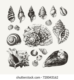 Ink drawn seashells and snails