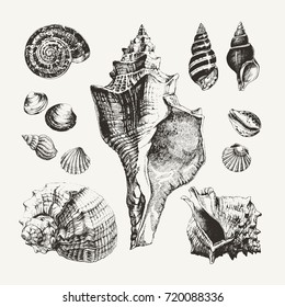 Ink drawn seashells and snails