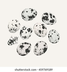 Ink drawn set of quail eggs